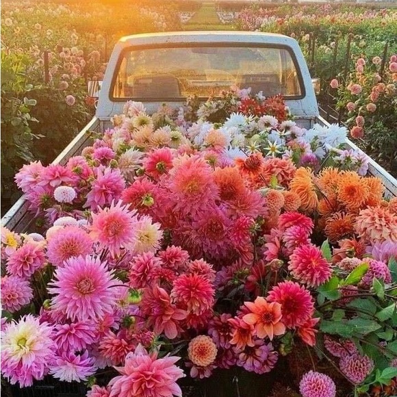 Meet your Posher, Anja - Picture 1 of 2